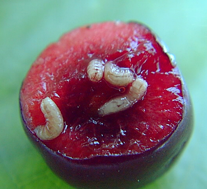Fruit Fly Lavae In A Cherry