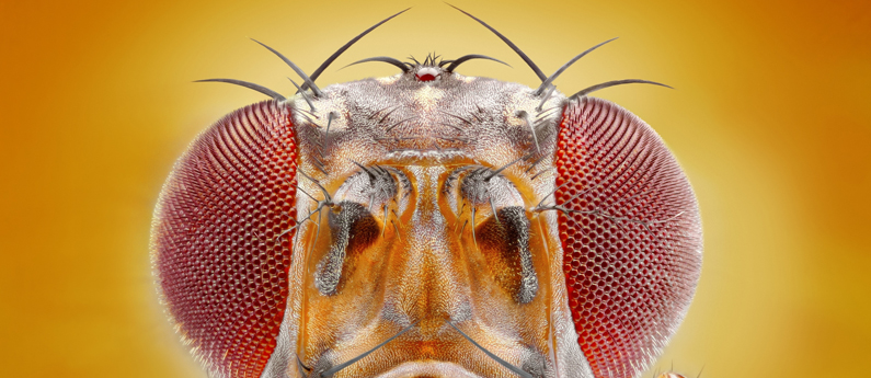 Face Of A Fruit Fly