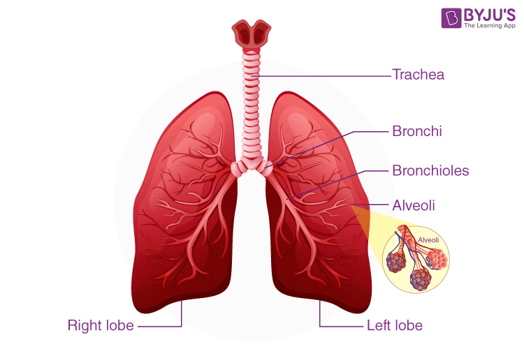 Structure Of Human Lungs