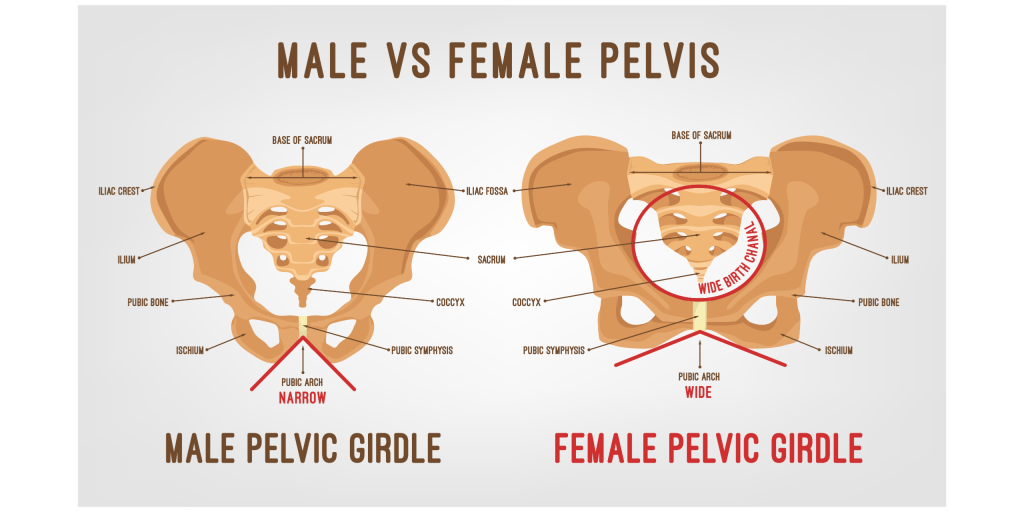 Male And Female Pelvis