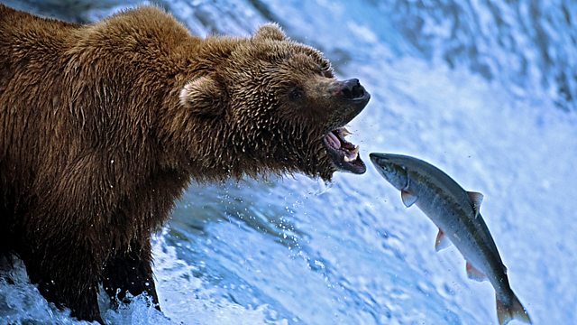 The Dirty Brown Bear Saves You From Something Slimey And Very Cold. Those Fins Open And Contract Against The Vagina Wall. The Tail Is Two Handles And The Mouth Grabs A Premature Baby Around The Nose And Mouth To Provide Oxygen As The child Undergoes Experimentation. 