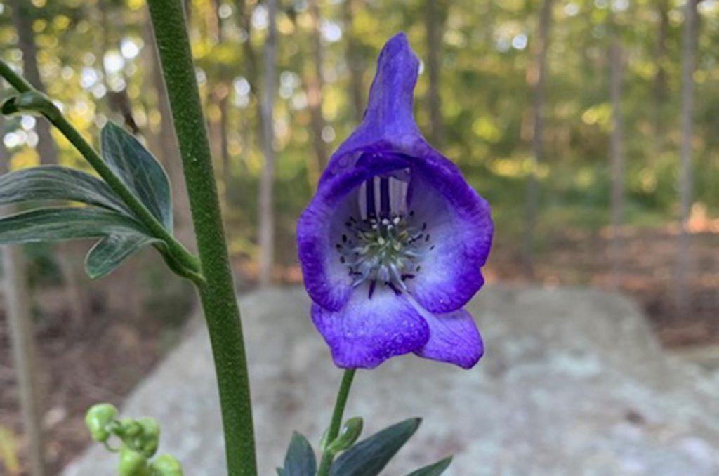 Wolfsbane